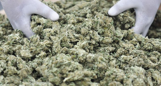 Пронајдена лабораторија за производство на марихуана во Булачани