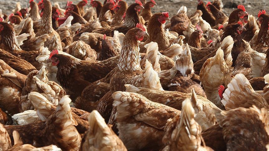 ФРАНЦИЈА: Поради опасноста од птичји грип уништени 3,3 милиони живина