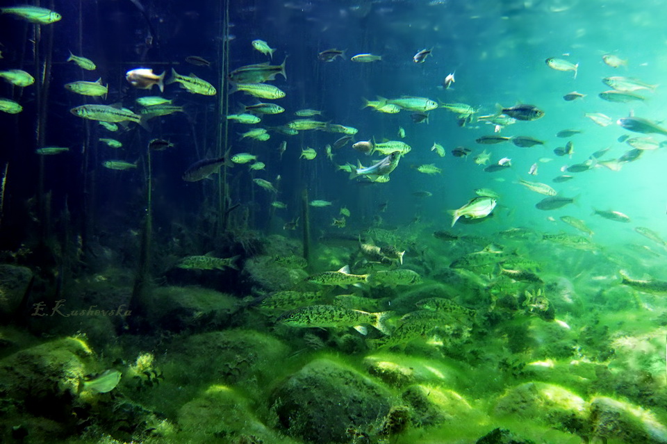 Фотографија на денот: Подводен свет – Охридско Езеро, Ема КУШЕВСКА
