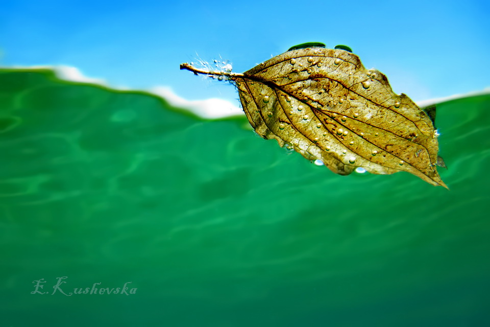 Фотографија на денот: Подводни бои – Охридско Езеро, Ема КУШЕВСКА