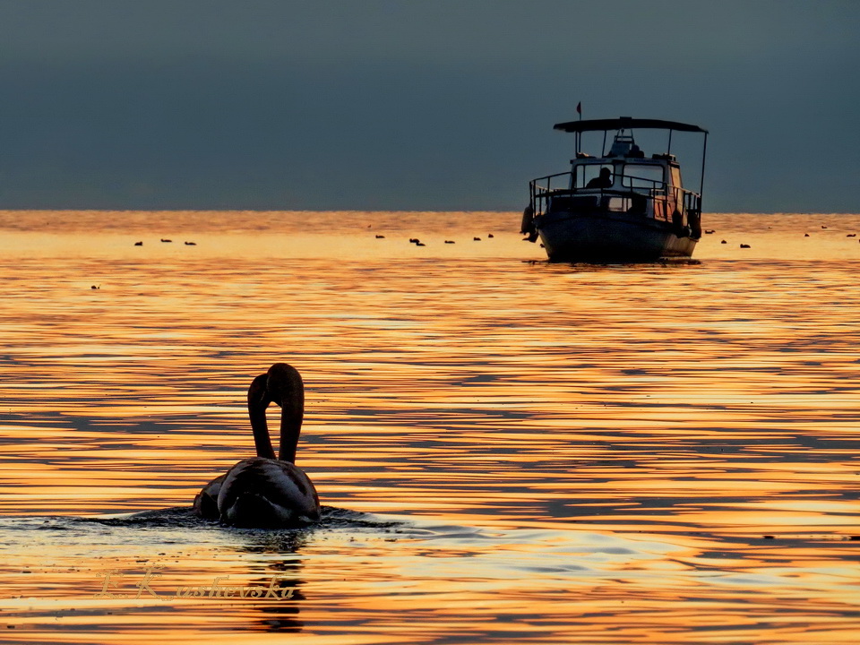 Фотографија на денот: Љубов и спокој на Охридското езеро – Ема КУШЕВСКА