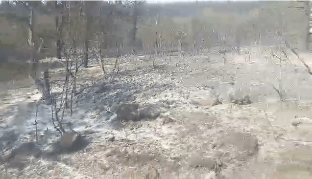 Во пожарот кај Велес изгореа 400 хектари шума и трева
