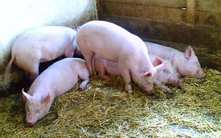 АХВ: Спречен увоз на свинско заразен со вирус на африканска свинска чума