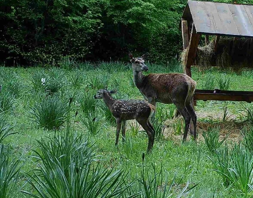 Се родија првите еленчиња во репродуктивниот центар на Галичица