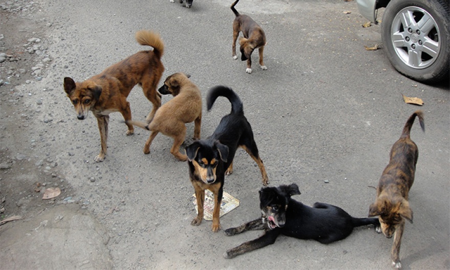 Град Скопје одлучи вонсудски да се решаваат случаите на каснување од бездомни кучиња