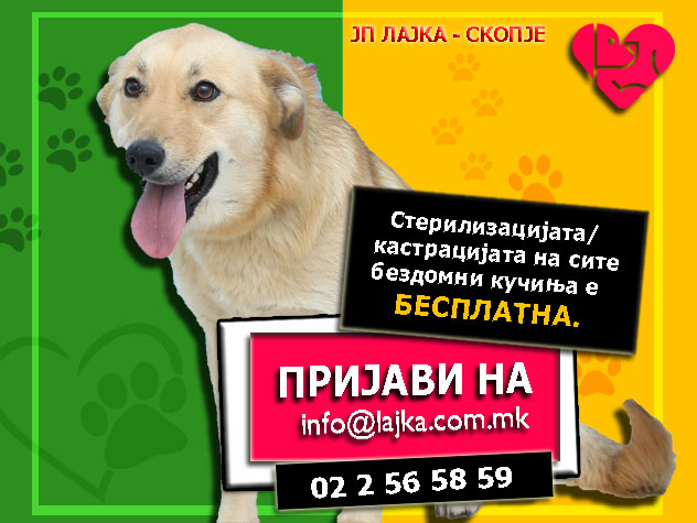 ЈП Лајка со бесплатна стерилизација и тестови за бездомните кучиња во Скопје