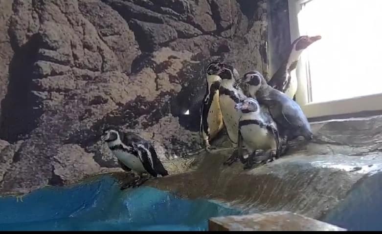 Од Русија пристигнаа нови 6 пингвини во ЗОО Скопје