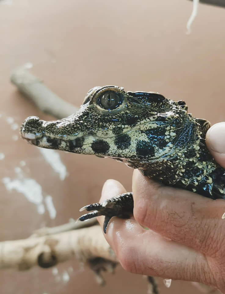 ЗОО Скопје е новиот дом на најмалите крокодили на светот