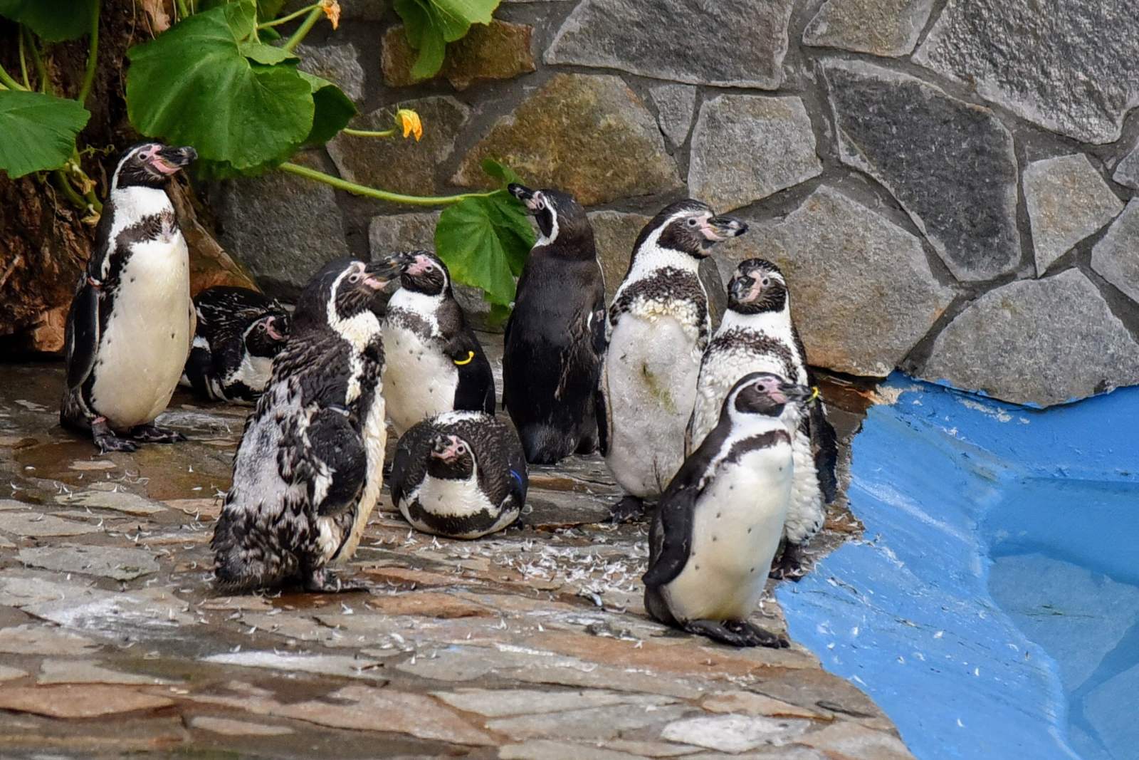 Отворен за посетители „Заливот на пингвините“ во ЗОО во Скопје
