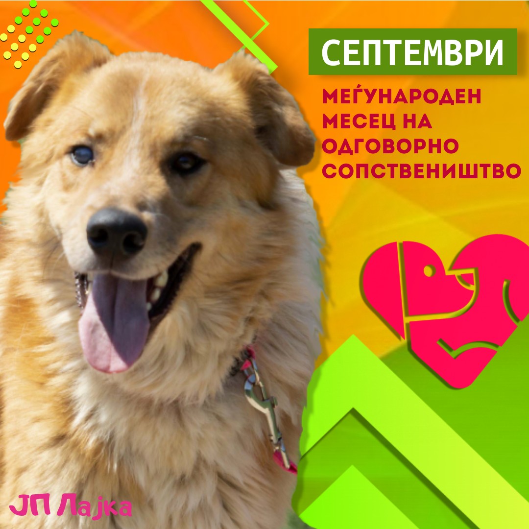 ЈП Лајка: Септември месец посветен на подигнување на свеста за одговорно сопствеништво кон кучињата