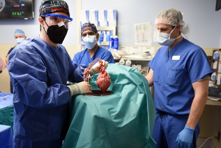 Трансплантација на срце од генетски модифицирана свиња во човек. Фото: Медицински факултет на Универзитетот во Мериленд, САД medschool.umaryland.edu
