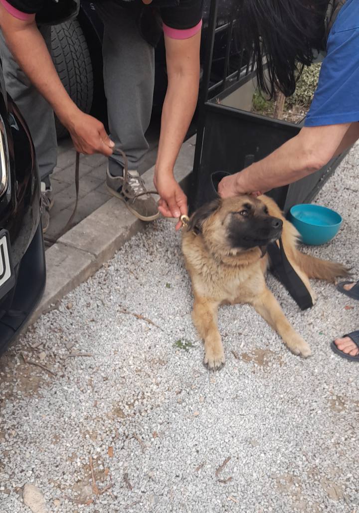 ЈП Лајка во заловувачка акција на бездомни кучиња во Општина Карпош