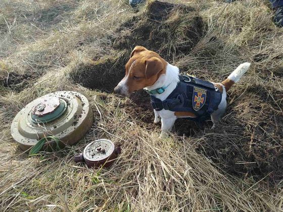 Медал од Зеленски за кучето Патрон кое пронајде повеќе од 200 мини
