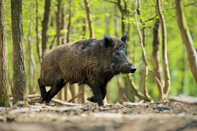 Од 1 септември започнува ловот на дивите свињи како мерка во борбата против африканска свинска чума