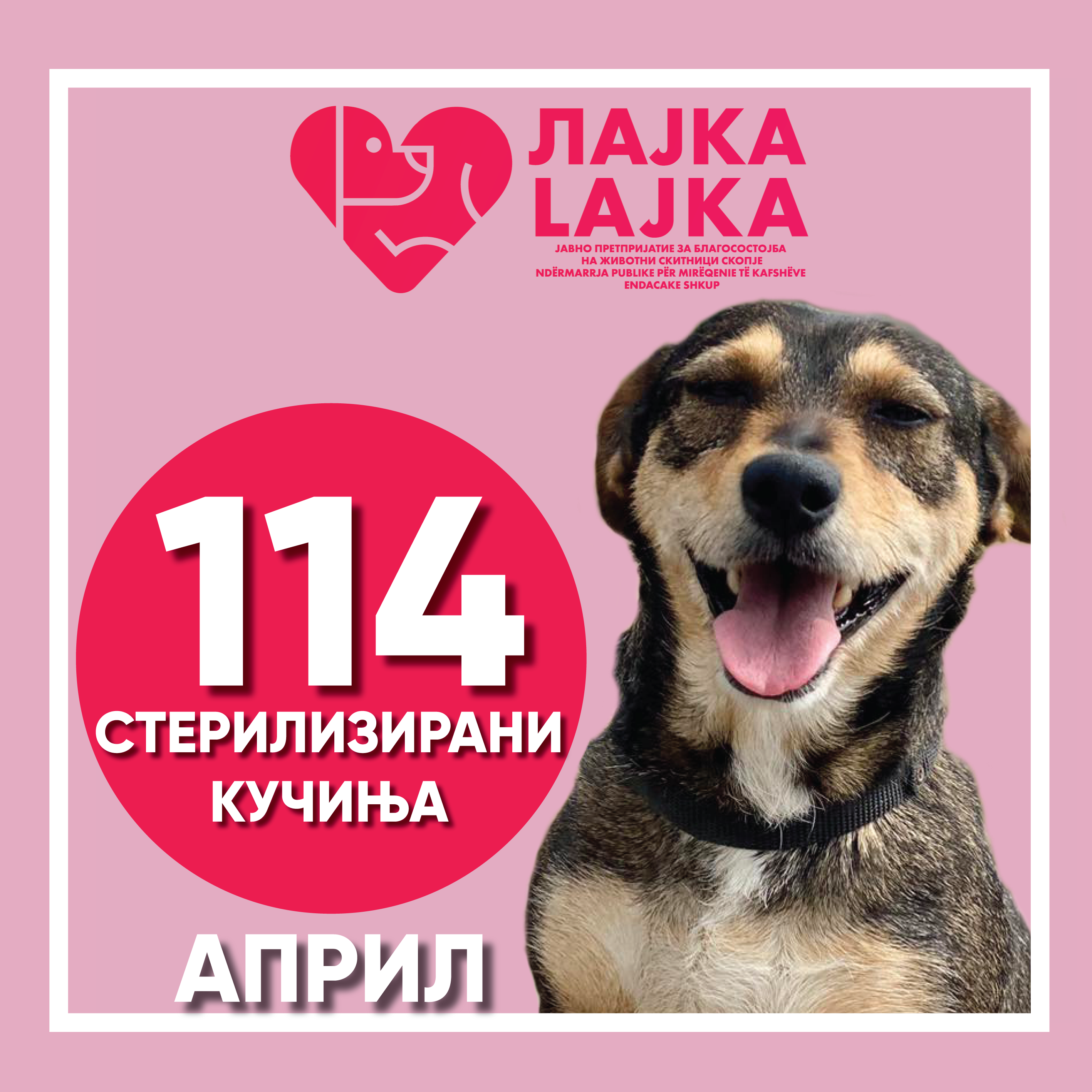 “Лајка” стерилизира/кастрира 114 кучиња во април