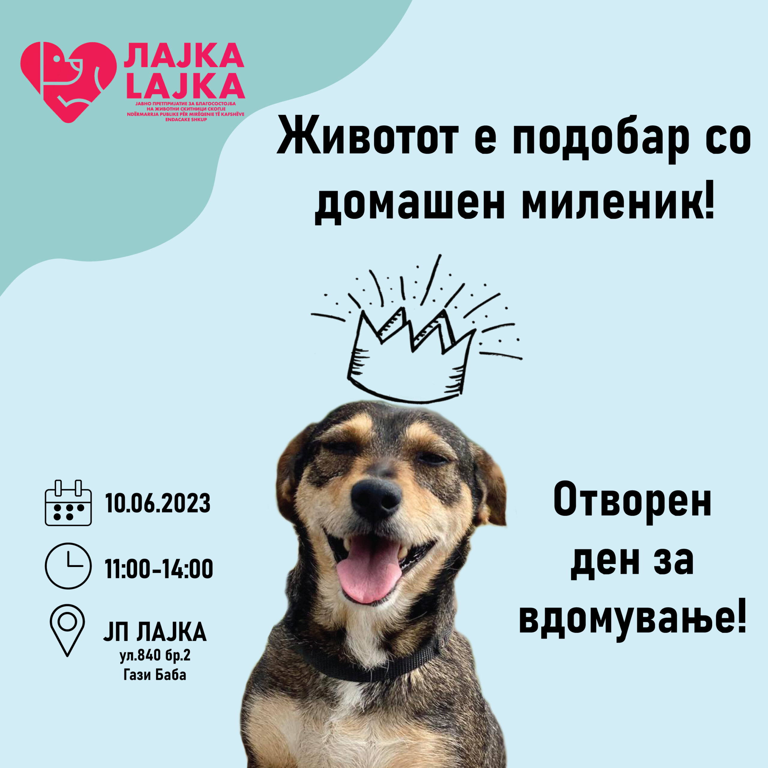 ЈП Лајка поканува на отоворен ден за вдомување и дружење со кучињата