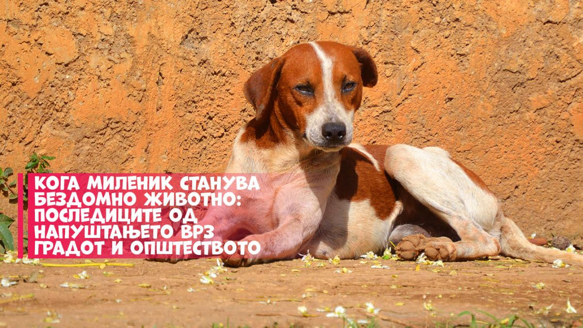 Кога миленик станува бездомно животно: Последиците од напуштањето врз градот и општеството